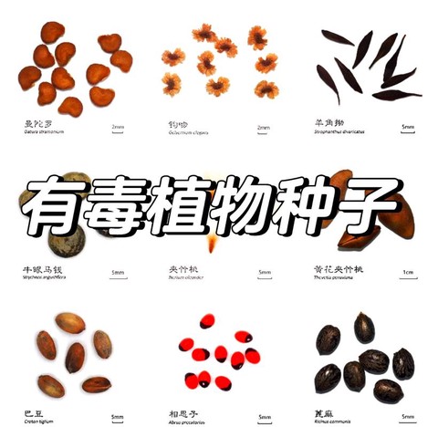 神武植物种子有什么