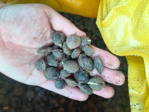 神武植物种子有什么[图2]