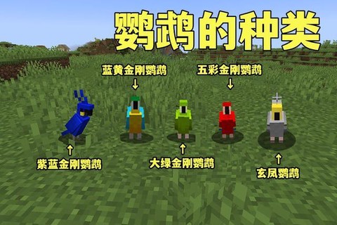 我的世界鹦鹉吃什么