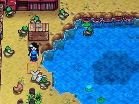 星露谷物语鸭吃什么